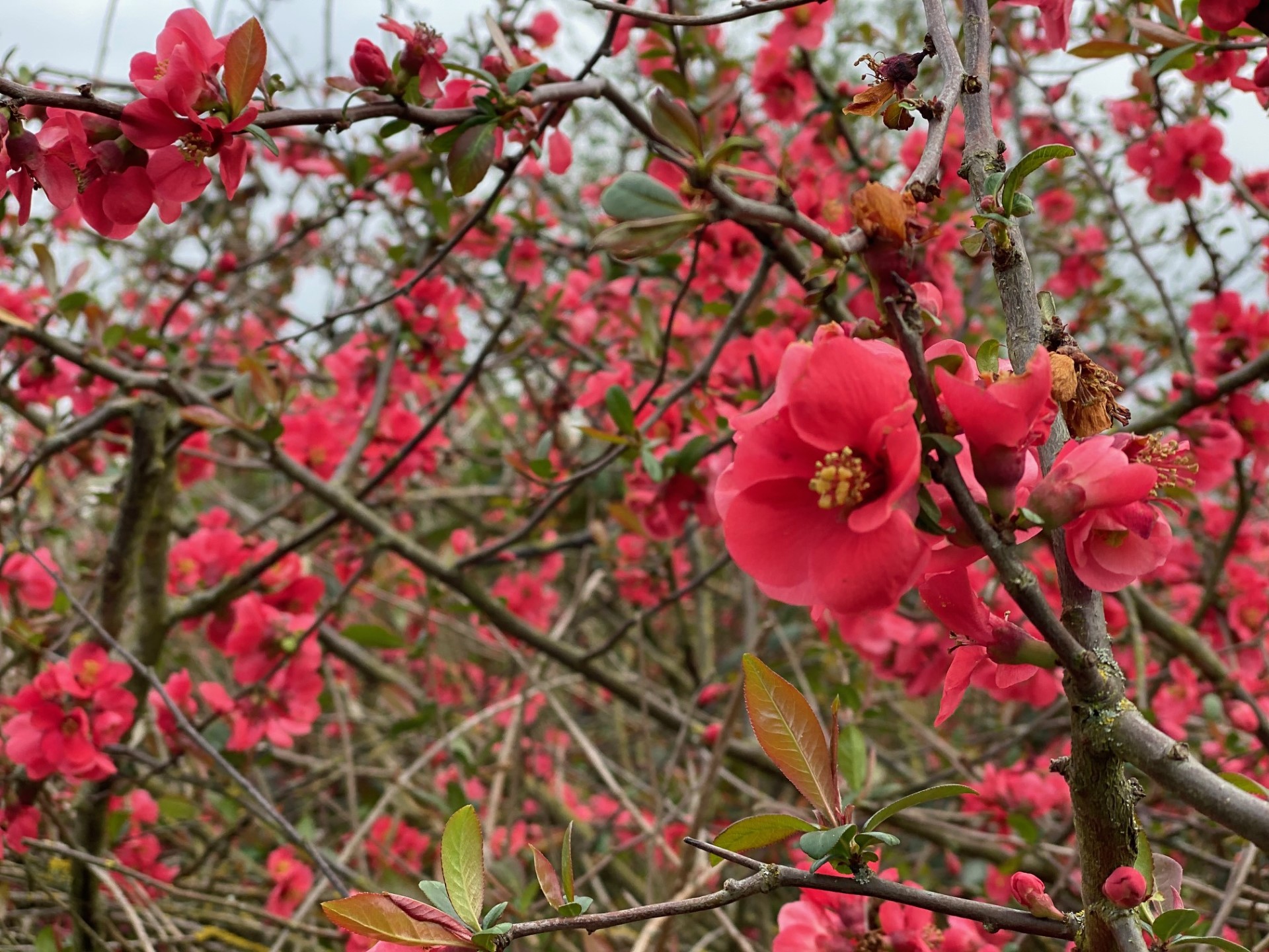 North Stifford Colour and Beauty